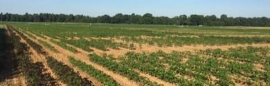 Managing Cotton Plant Growth During 2017